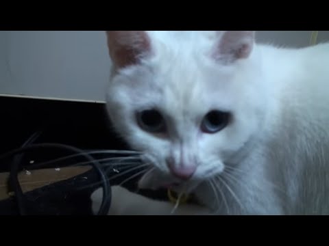 【威嚇された！】おもちゃを奪われたくなくて怒る白猫 Angry White Cat