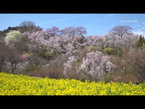 花見山公園の絶景 4K Japan Fantastic Flower View of Hanami-yama Park, Fukushima 福島の桃源郷 東北旅行 花の名所案内