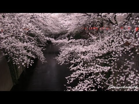 東京目黒川の桜並木 Tokyo Japan Meguro River Cherry Blossoms, Sakura-Namiki 東京観光 春の風景 癒しの音楽