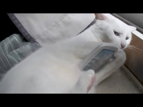 白猫をブラッシング！猫用ブラシを奪われた | White Cat at steals brush | Cat feels good when brushing | Cute Pet かわいいねこ