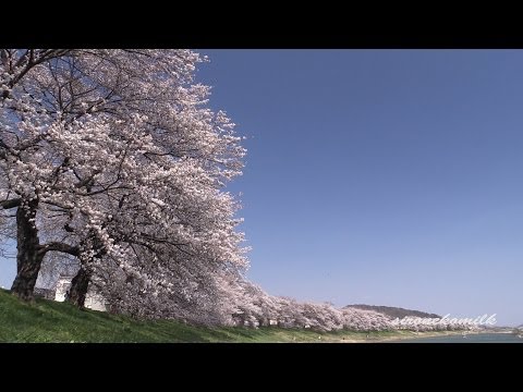 桜名所 白石川堤一目千本桜 Japan Cherry Blossoms | Shiroishi Hitome Senbon Sakura 宮城観光 Miyagi Travel