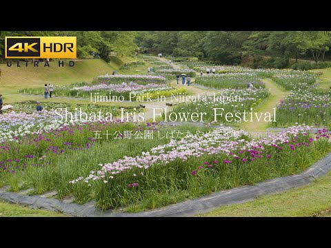 4K HDR しばたあやめまつり | Niigata Japan Iris Flower Festival | 日本四大あやめ園 五十公野公園 新潟の風景 Ijimino Park