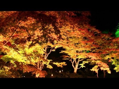 松島円通院 紅葉ライトアップ Matsushima Japan Entsuin Garden Autumn Leaves Light Up 日本三景 夜景観賞 池泉回遊式日本庭園