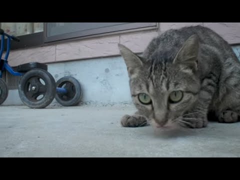 元野良猫を飼ったら餌が無くなっても探し続ける姿が可愛かった！Former stray cat looks for food