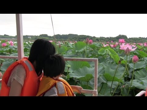 長沼はすまつり Japan Miyagi Naganuma Lotus Flower Festival | Beautiful Flower View from Boat 宮城 蓮の花の名所