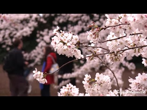 東京新宿御苑の桜 Tokyo Japan Cherry Blossoms, Hanami in Shinjuku gyoen 安倍総理 桜を見る会 お花見名所