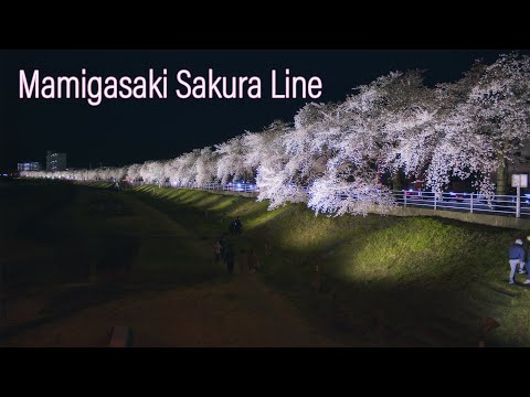 山形の桜名所 Japan 5K Cherry blossoms at Sakura line Yamagata Mamigasaki 馬見ヶ崎さくらライン 夜桜ライトアップ