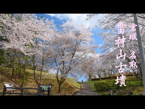 雷神山古墳の桜 5K Natori Japan Cherry blossoms bloom in Historic site 東北最大の古墳に咲く花風景 Raijinyama kofun