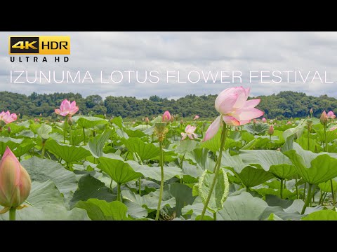 4K HDR 花名所 伊豆沼はすまつり - Beautiful Lotus flowers Carpet🌺 in Izunuma - Japan Virtual tour