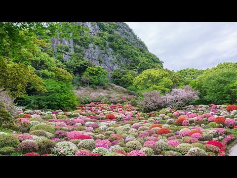 8K 御船山楽園のツツジ Most Beautiful Azalea flowers garden in Saga Japan | Mifuneyama Rakuen 花まつり 佐賀武雄温泉