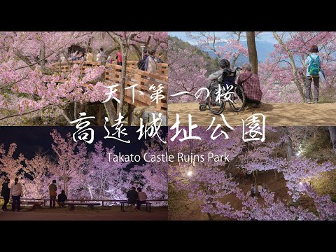 日本三大桜の名所 高遠城址公園 Japan 4K Beautiful Cherry Blossoms | Takato Castle Ruins Park 天下第一の桜 夜桜の絶景 日本の風景