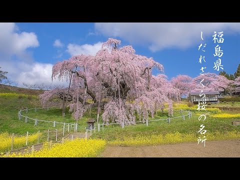 福島の春 古代桜が咲く風景 Japan 6K | Hanami with ancient cherry blossoms in Fukushima 長寿の桜を巡る旅 Virtual Travel