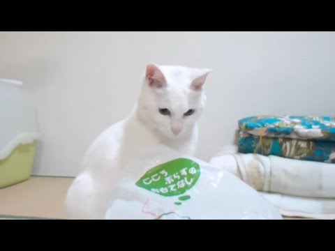 ビニール袋に入って遊ぶ白猫 White cat playing in a plastic bag | Cute Animal Videos | Active Pet かわいいねこ 面白動物動画