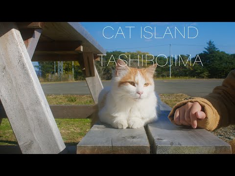 猫の楽園 田代島 Japan 6K Precious Cat Island (Tashirojima, Miyagi) 可愛い猫が住む島 かわいい動物動画 Animal Video
