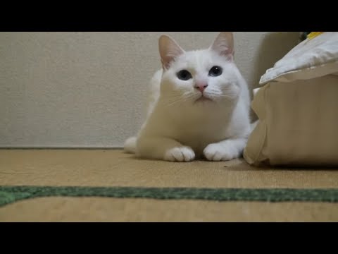 可愛い白猫 猫じゃらしをみつめる Cute white cat staring at a cat toy | Funny Animals at play videos おもしろ動物動画