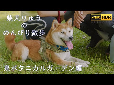 4K HDR 柴犬も入園可 泉ボタニカルガーデン Shiba Inu Dog Walk at Japan Izumi botanical garden 元保護犬との生活