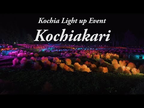 みちのく杜の湖畔公園 コキアカリ Japan 4K Michinoku Park Kochia Lit Up Event | コキア ライトアップ Kochiakari