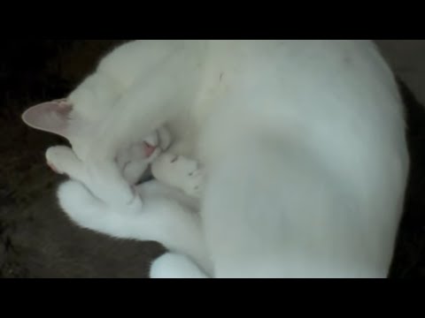 睡眠中の白猫の寝ている姿があまりにも可愛すぎる Sleeping cute cat