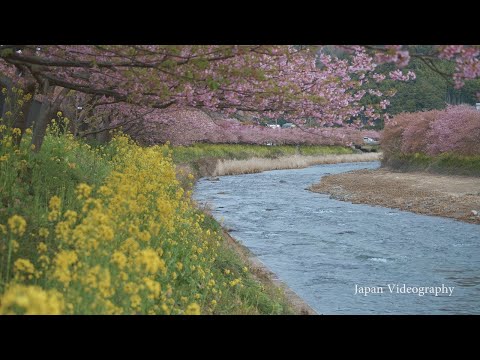 4K 河津桜まつりの風景 - Japan Kawazu Sakura Cherry Blossoms - 夜桜ライトアップ Spring Landscape 静岡観光 絶景日本