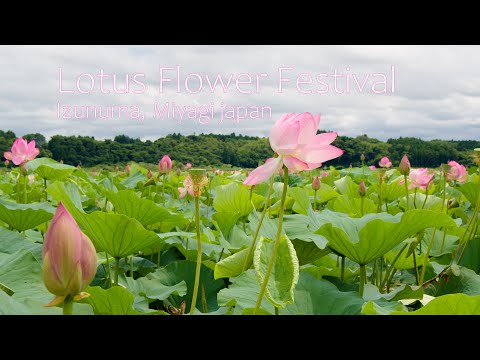 6K UHD 伊豆沼・内沼はすまつり Japan&#039;s most beautiful Lotus flowers | Izunuma Pond in Miyagi 蓮の花が咲く宮城夏の風景