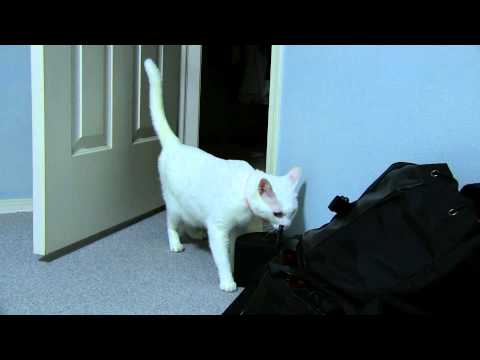 白猫が再び袋の音にびっくり White cat is surprised by the sound of plastic bags again | Funny Animal Video 面白動物映像