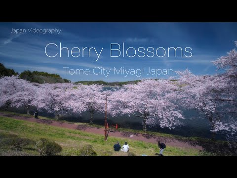登米の花の名所 平筒沼の桜 Japan 4K Miyagi Cinematic Cherry Blossoms view of Byoudou pond 宮城観光