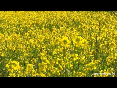 鳴子川渡温泉 菜の花と桜 Japan Osaki Kawatabi Hot Spring Canola flower carpet &amp; Sakura 宮城観光 東北の春の風景 温泉旅行