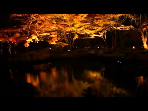 松島円通院紅葉ライトアップ Fantastic Autumn Leaves Light Up | Entsu-in Temple at Night | Miyagi Japan HD 日本三景の絶景
