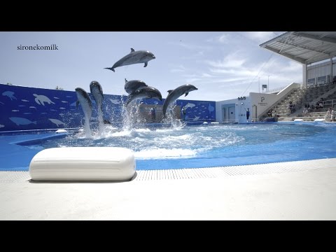 仙台うみの杜水族館 アシカ イルカショー 4K Japan Sendai Umi no Mori Aquarium | dolphin and sea lion Show イルカのパフォーマンス