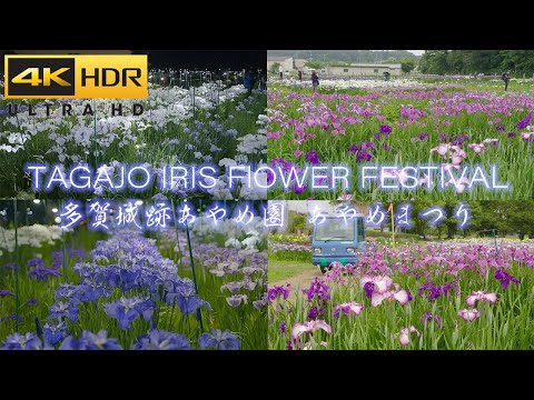 多賀城跡あやめ園 Japan Tagajo Iris Flower garden at Day &amp; Night View 花風景 宮城観光 Travel Miyagi