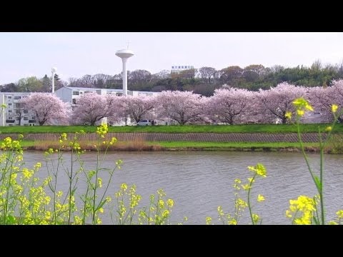 土浦桜川の桜並木 Ibaraki Japan HD | Sakura River | Cherry Blossoms viewing spots 茨城春の風景 桜と菜の花の名所 土浦の花火会場