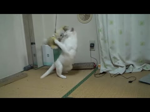 手が離せない時のための自動ねこじゃらし AUTOMATIC NEKO JARASI