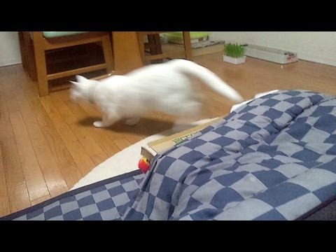 白猫ミサイル発射動画 Funny Cat Missile from Kotatsu (Japanese heating table). 面白猫 おもしろねこ