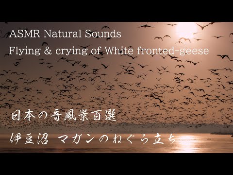 伊豆沼の野鳥 6K Japan | Izunuma Pond Migratory Birds Take flight at Morning マガンの一斉飛び立ち Nature Sounds 自然音