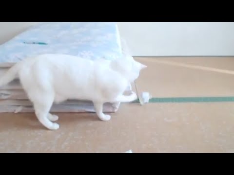 コスパ最強！丸めた紙で遊ぶ白猫 White cat playing with crumpled paper | Free pet toys | Cute Animal Videos かわいいねこ動画