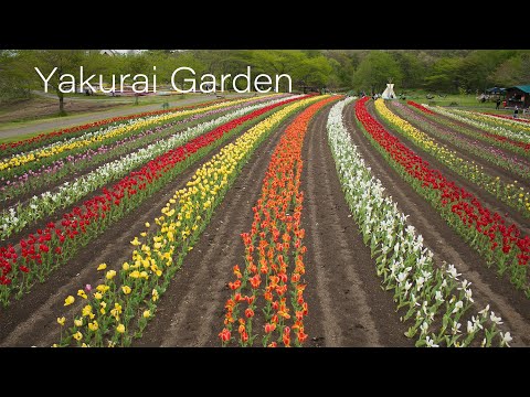やくらいガーデン 6K Miyagi japan Fresh green &amp; Tulips flower Garden Yakurai 新緑とチューリップが咲く花のテーマパーク