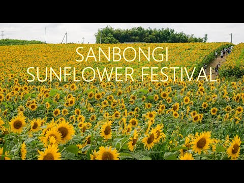 6K 三本木ひまわりの丘 Most Spectacular Sunflower field | Sanbongi Sunflower Hill (Miyagi Japan) 向日葵42万本の絶景