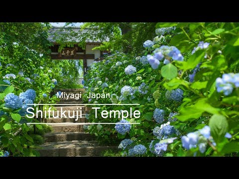 4K 仙台あじさい寺 Sendai Japan Hydrangea Flower Temple of Shifukuji 慈雲山 資福禅寺 宮城観光 花の名所