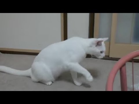 【驚異のバックジャンプ！】袋の音にびっくりしすぎる白猫が面白い！Surprised back jump cat
