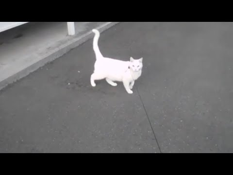 白猫と一緒に外を散歩 Walk outside with a white cat | ペット用品 猫用リードとハーネス | Cat leash and harness | Pet Goods