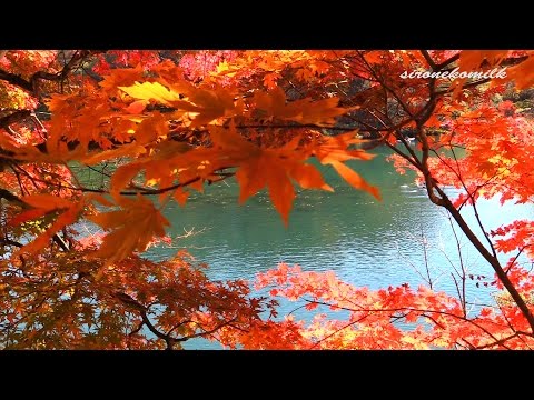 裏磐梯 五色沼の紅葉 Japan Nature | Autumn Leaves in Fukushima Goshiki-numa Pond 福島観光 自然風景 Landscape 癒し