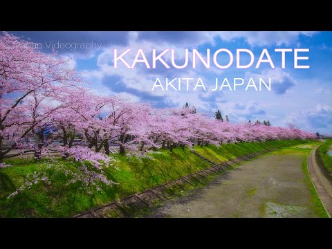 角館武家屋敷と桧木内川堤の桜並木 Japan 4K Akita Kakunodate Samurai Residence &amp; Cherry Blossoms 秋田旅行 春の風景