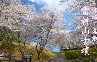 Cherry Blossoms Blooming at Raijinyama Kofun | Natori, Miyagi Japan