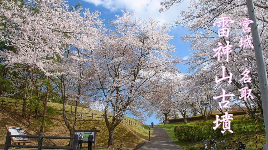 Cherry Blossoms Blooming at Raijinyama Kofun | Natori, Miyagi Japan
