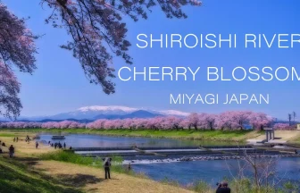 Shiroishi River Hitome Senbonzakura(Cherry Blossoms) | Ogawara, Miyagi Japan