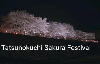 Tatsunokuchi Cherry Blossoms Festival 2021 | Hitachiomiya, Ibaraki Japan