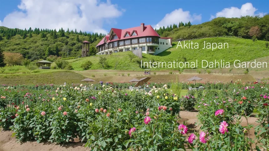 Akita International Dahlia Garden | Akita, Akita Japan