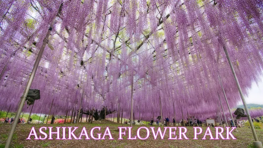 Most Beautiful Wisteria Garden in Japan [Ashikaga Flower Park] | Tochigi Japan