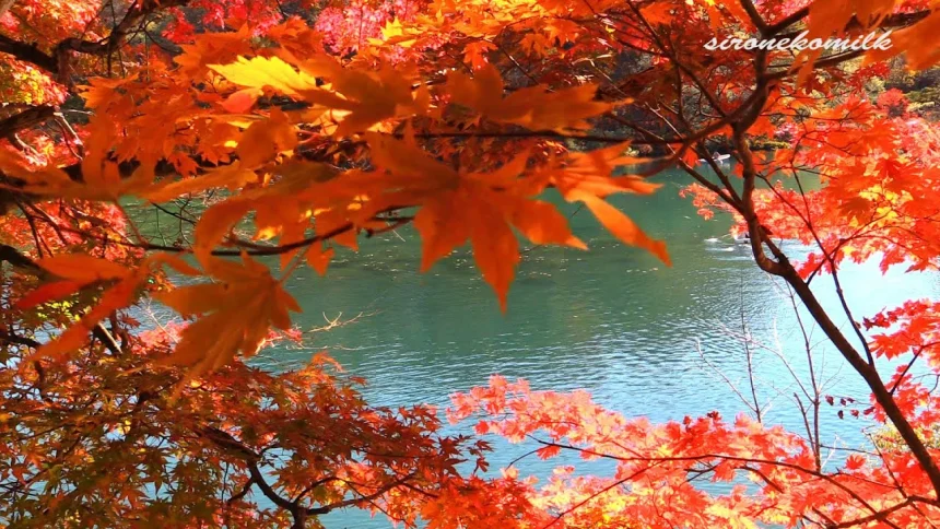 Beautiful Autumn Colors at Goshikinuma | Fukushima, Japan