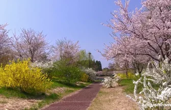 800 over Cherry Blossoms bloom in Byoudounuma Pond | Tome, Miyagi Japan
